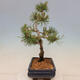 Outdoor bonsai - Pinus mugo Humpy - Kneeling pine - 4/4