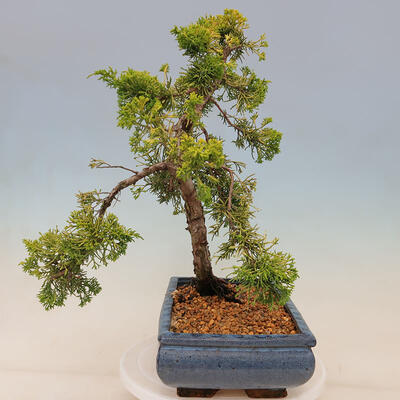 Outdoor bonsai - Juniperus chinensis plumosa aurea - Chinese golden juniper - 4
