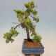 Outdoor bonsai - Juniperus chinensis plumosa aurea - Chinese golden juniper - 4/4