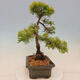 Outdoor bonsai - Juniperus chinensis plumosa aurea - Chinese golden juniper - 4/4