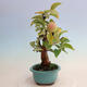 Outdoor bonsai - Pseudocydonia sinensis - Chinese quince - 4/7