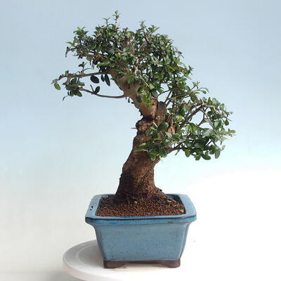 Indoor bonsai - Olea europaea sylvestris - European small-leaved olive oil - 4