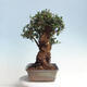 Indoor bonsai - Olea europaea sylvestris - European small-leaved olive oil - 4/6
