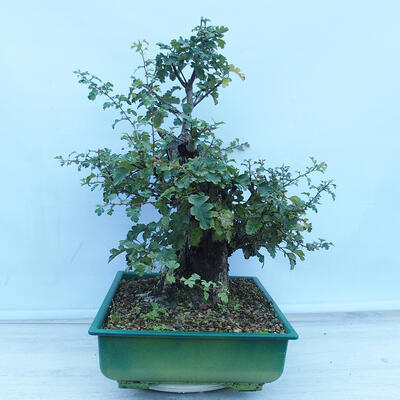 Outdoor bonsai - Single-seeded hawthorn - Crataegus monogyna - 4