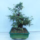 Outdoor bonsai - Single-seeded hawthorn - Crataegus monogyna - 4/6