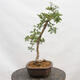 Outdoor bonsai - Hawthorn - Crataegus monogyna - 4/5