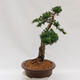 Outdoor bonsai - Juniperus chinensis Kishu - Chinese juniper - 4/4