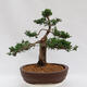 Outdoor bonsai - Juniperus chinensis Kishu - Chinese juniper - 4/4