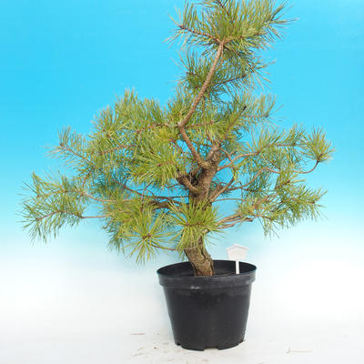 Yamadori - Scots pine - Pinus sylvestris - 4