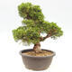 Outdoor bonsai - Juniperus chinensis Itoigawa-Chinese juniper - 4/5