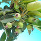 Outdoor bonsai -Malus Halliana fruited apple - 4/4