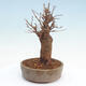 Outdoor bonsai - Buergerianum Maple - Burger Maple - 4/5