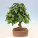 Outdoor bonsai - Carpinus Coreana - Korean hornbeam - 4/4