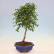 Outdoor bonsai - Carpinus Coreana - Korean hornbeam - 4/4