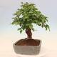 Outdoor bonsai - Carpinus Coreana - Korean hornbeam - 4/5