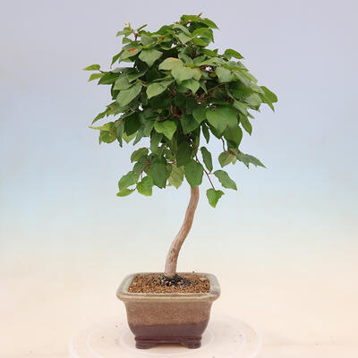 Outdoor bonsai - Carpinus Coreana - Korean hornbeam - 4