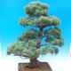 Outdoor bonsai - Pinus parviflora - Small pine tree - 4/5