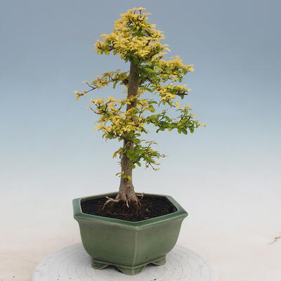 Indoor bonsai -Ligustrum Aurea - Bird's beak - 4
