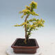 Indoor bonsai -Ligustrum Aurea - Bird's beak - 4/6