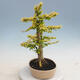 Indoor bonsai -Ligustrum Aurea - Bird's beak - 4/6