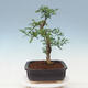 Indoor bonsai - Zantoxylum piperitum - peppercorn - 4/7
