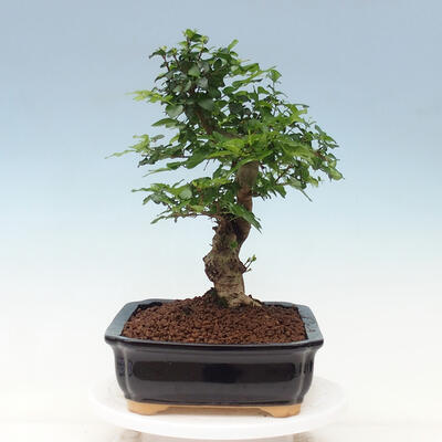 Indoor bonsai -Ligustrum chinensis - Bird's beak - 4