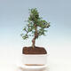 Indoor bonsai - Carmona macrophylla - Fuki tea - 4/7