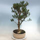 Indoor bonsai - Buxus harlandii - Cork boxwood - 4/6