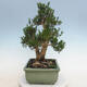 Indoor bonsai - Buxus harlandii - Cork boxwood - 4/6