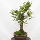 Outdoor bonsai-Ulmus Glabra-Hard Elm - 4/5