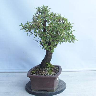 Outdoor bonsai - Mahalebka - Prunus mahaleb - 4