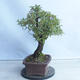 Outdoor bonsai - Mahalebka - Prunus mahaleb - 4/4