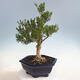 Indoor bonsai - Buxus harlandii - Cork boxwood - 4/7