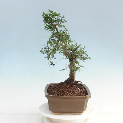 Room bonsai - Ulmus parvifolia - Malolistý elm - 4