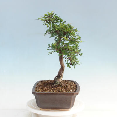 Room bonsai - Ulmus parvifolia - Malolistý elm - 4