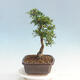 Room bonsai - Ulmus parvifolia - Malolistý elm - 4/6