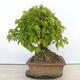 Outdoor bonsai - Mahalebka - Prunus mahaleb - 4/5