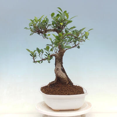 Indoor bonsai - Ficus kimmen - small-leaved ficus - 4