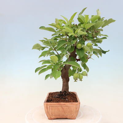 Outdoor bonsai -Malus Halliana - fruited apple - 4