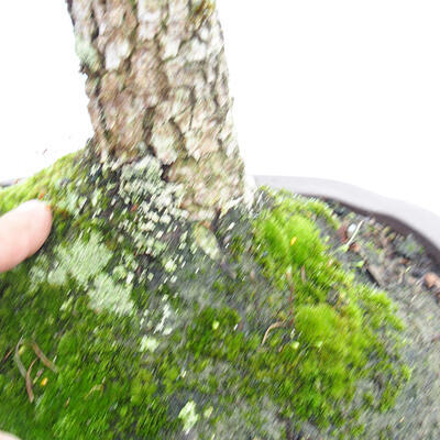 Outdoor bonsai-Ulmus Glabra-Hard Elm - 4