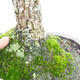Outdoor bonsai-Ulmus Glabra-Hard Elm - 4/5