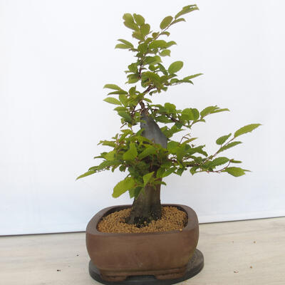 Outdoor bonsai - Hornbeam - Carpinus betulus - 4