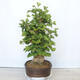Outdoor bonsai - Jinan biloba - Ginkgo biloba - 4/5
