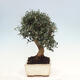 Indoor bonsai - Olea europaea sylvestris - European small-leaved olive oil - 4/6