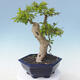 Indoor bonsai - Duranta erecta Aurea - 4/6