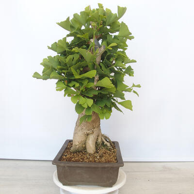 Outdoor bonsai - Jinan biloba - Ginkgo biloba - 4