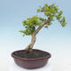 Indoor bonsai - Duranta erecta Aurea - 4/7