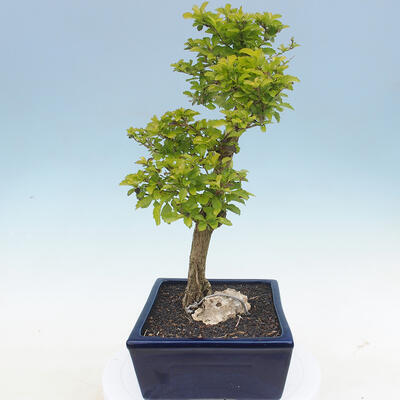 Indoor bonsai - Duranta erecta Aurea - 4
