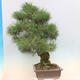 Outdoor bonsai - Pinus thunbergii - Thunberg pine - 4/5