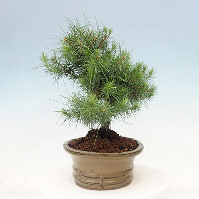 Indoor bonsai-Pinus halepensis - 4
